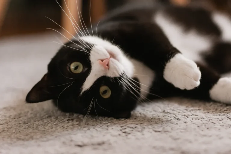 [Aggregator] Downloaded image for imported item #135814