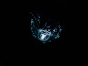 [Aggregator] Downloaded image for imported item #135791