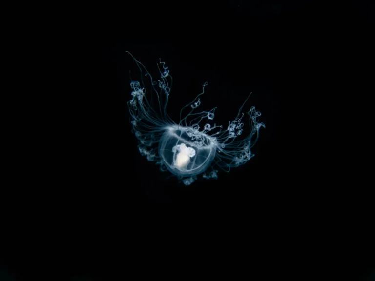 [Aggregator] Downloaded image for imported item #135791