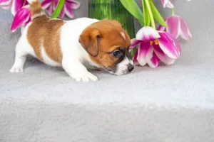 [Aggregator] Downloaded image for imported item #137716