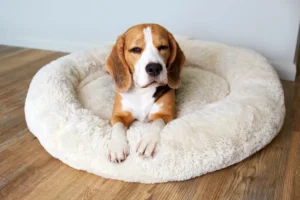 [Aggregator] Downloaded image for imported item #137445