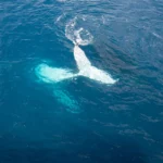 [Aggregator] Downloaded image for imported item #142196