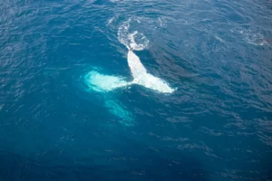 [Aggregator] Downloaded image for imported item #142196