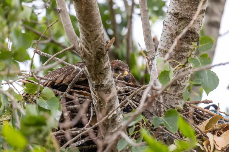 [Aggregator] Downloaded image for imported item #144265