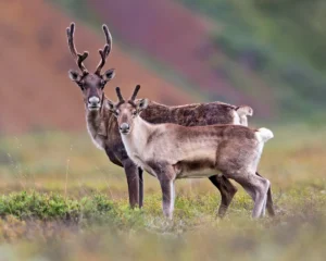 [Aggregator] Downloaded image for imported item #143223