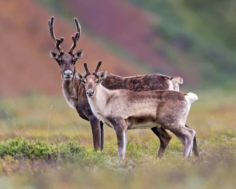 [Aggregator] Downloaded image for imported item #143223