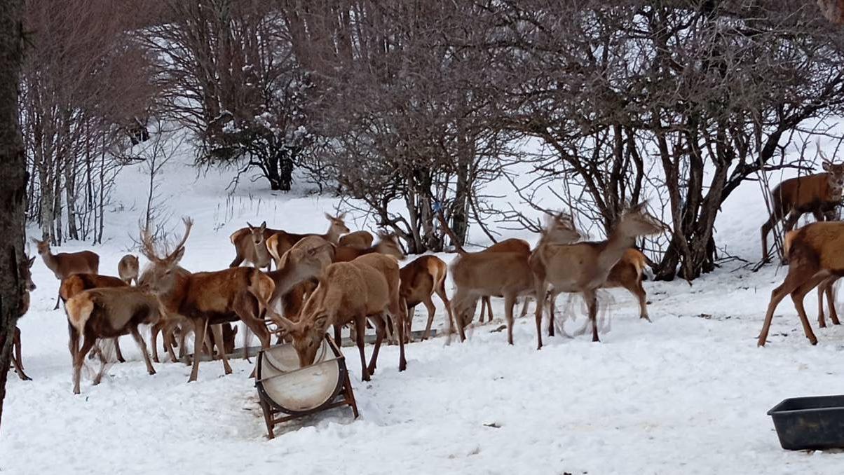 jeleni na snegu, u pozadini je drveće bez li&scaron;ća