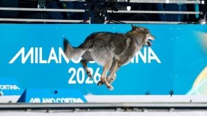 [Aggregator] Downloaded image for imported item #139452