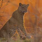 [Aggregator] Downloaded image for imported item #140448