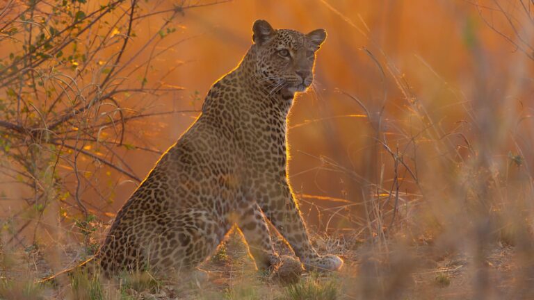 [Aggregator] Downloaded image for imported item #140448