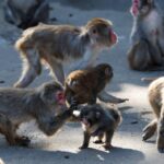 [Aggregator] Downloaded image for imported item #144140