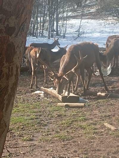jelen s velikim rogovima na hranili&scaron;tu