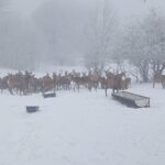 [Aggregator] Downloaded image for imported item #135137