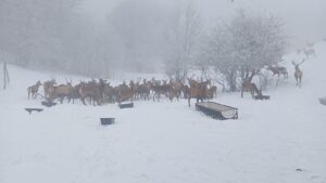 [Aggregator] Downloaded image for imported item #135137