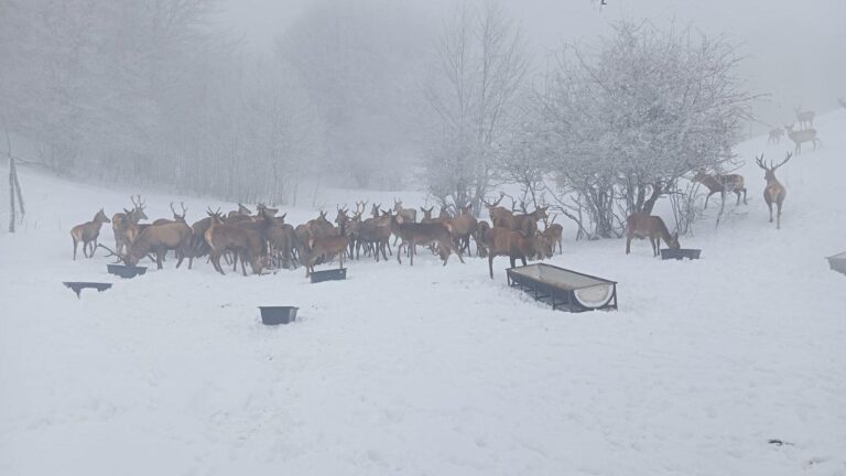 [Aggregator] Downloaded image for imported item #135137