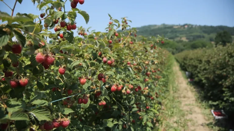 [Aggregator] Downloaded image for imported item #140260