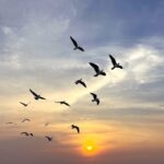 [Aggregator] Downloaded image for imported item #139376