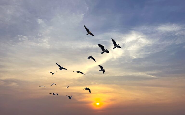 [Aggregator] Downloaded image for imported item #139376