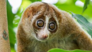 [Aggregator] Downloaded image for imported item #133719