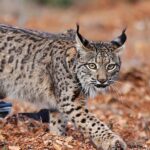 [Aggregator] Downloaded image for imported item #155417