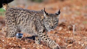 [Aggregator] Downloaded image for imported item #155417