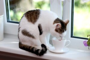 [Aggregator] Downloaded image for imported item #144938