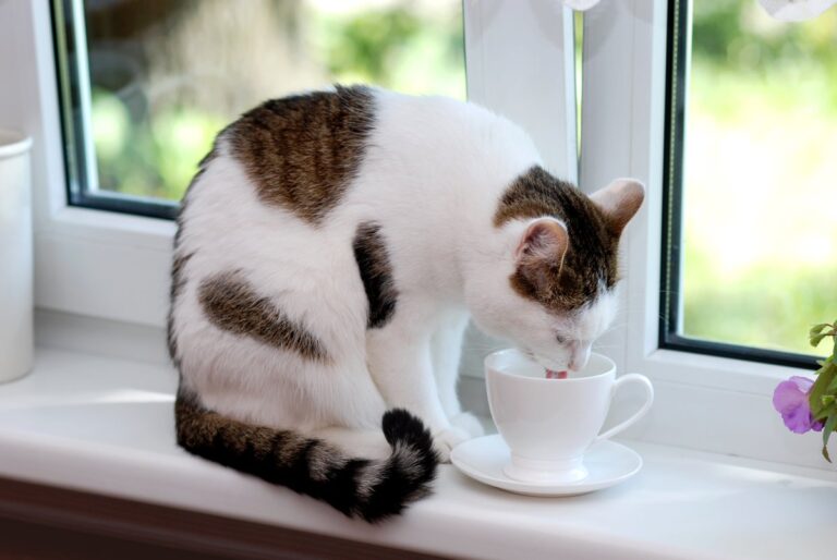 [Aggregator] Downloaded image for imported item #144938