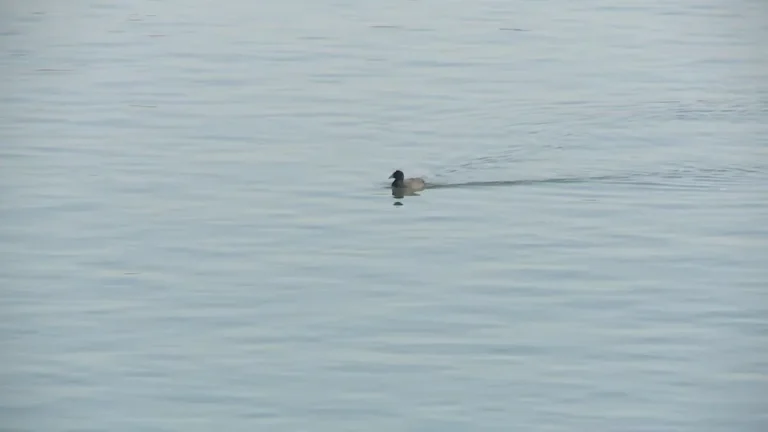 [Aggregator] Downloaded image for imported item #153319