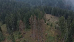 [Aggregator] Downloaded image for imported item #154943