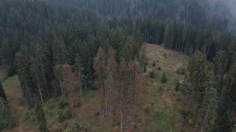 [Aggregator] Downloaded image for imported item #154943