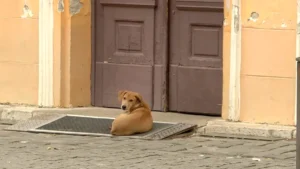 [Aggregator] Downloaded image for imported item #147740