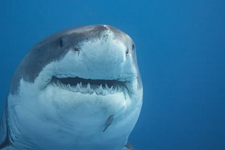 [Aggregator] Downloaded image for imported item #153830