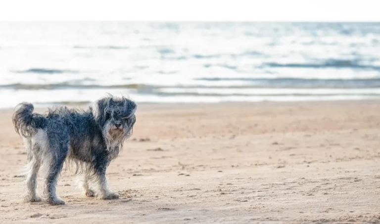 [Aggregator] Downloaded image for imported item #146233