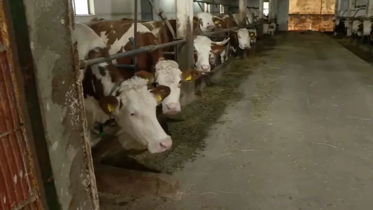 [Aggregator] Downloaded image for imported item #146955