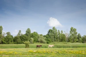 [Aggregator] Downloaded image for imported item #149344