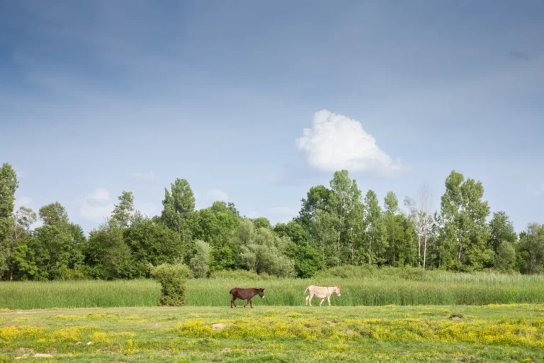 [Aggregator] Downloaded image for imported item #149344