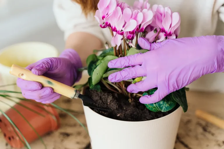 [Aggregator] Downloaded image for imported item #149361