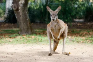 [Aggregator] Downloaded image for imported item #149502