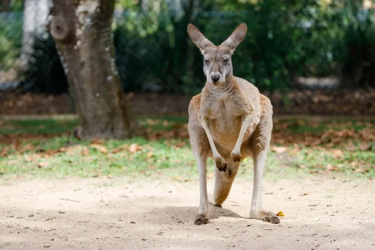 [Aggregator] Downloaded image for imported item #149502