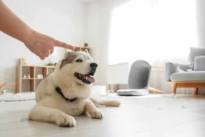 [Aggregator] Downloaded image for imported item #149598