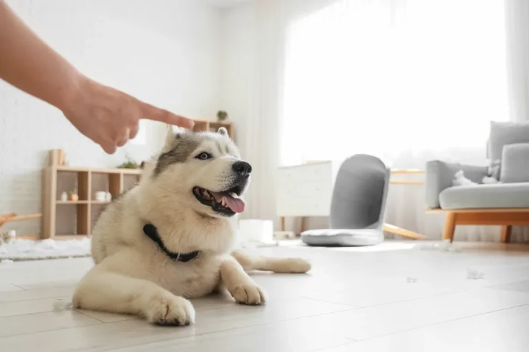 [Aggregator] Downloaded image for imported item #149598