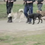 [Aggregator] Downloaded image for imported item #150186