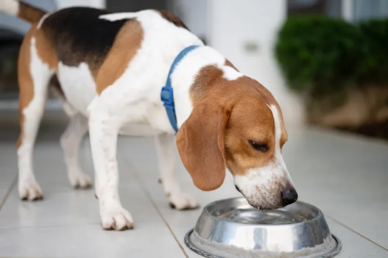 [Aggregator] Downloaded image for imported item #151030