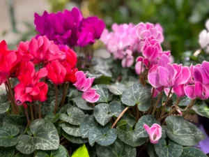 [Aggregator] Downloaded image for imported item #152793