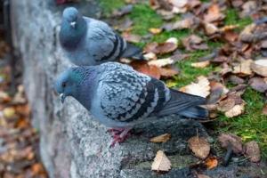 [Aggregator] Downloaded image for imported item #155046