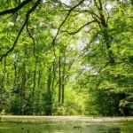 [Aggregator] Downloaded image for imported item #153476