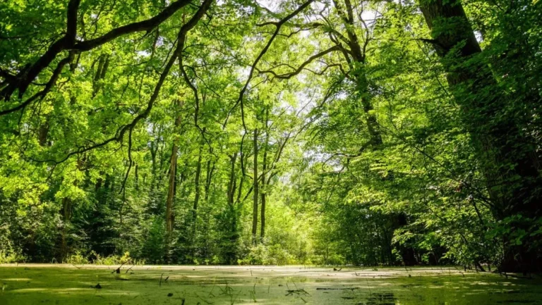 [Aggregator] Downloaded image for imported item #153476