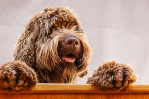 [Aggregator] Downloaded image for imported item #153873