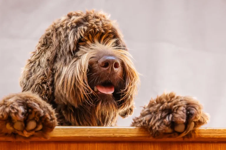 [Aggregator] Downloaded image for imported item #153873