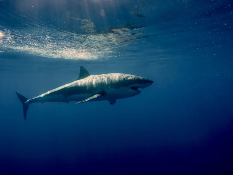 [Aggregator] Downloaded image for imported item #154016